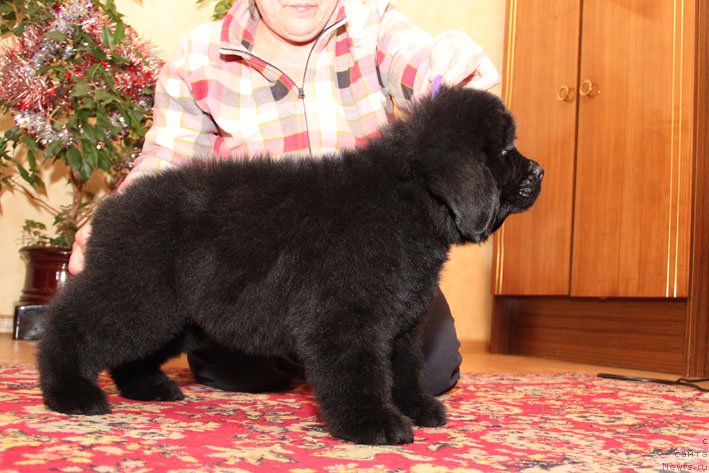 Фото: ньюфаундленд Эхо Москвы с Берега Дона (Eho Moskvy s Berega Dona)