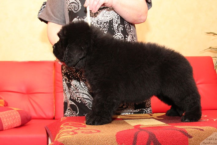 Фото: ньюфаундленд Это Счастье с Берега Дона (Eto Schast'e s Berega Dona)