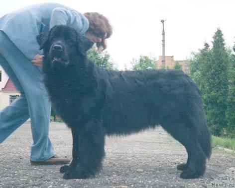 Фото: ньюфаундленд Жоанна из Племени Кедра