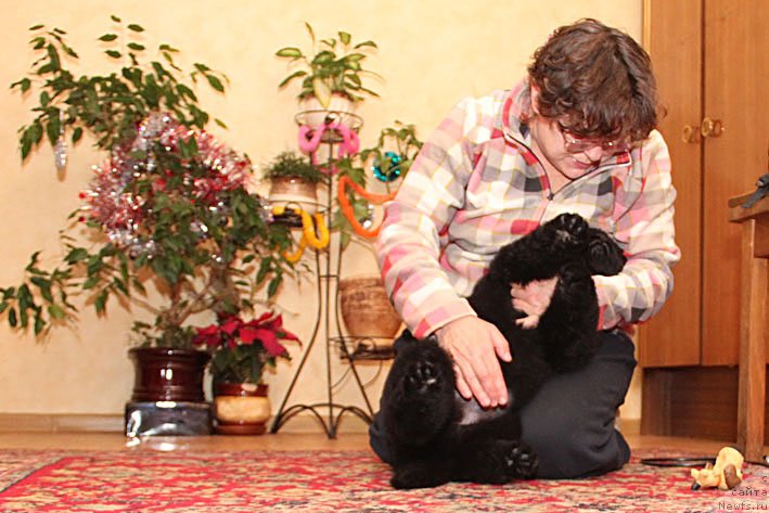 Фото: ньюфаундленд Это Счастье с Берега Дона (Eto Schast'e s Berega Dona), Наталья Татаринова