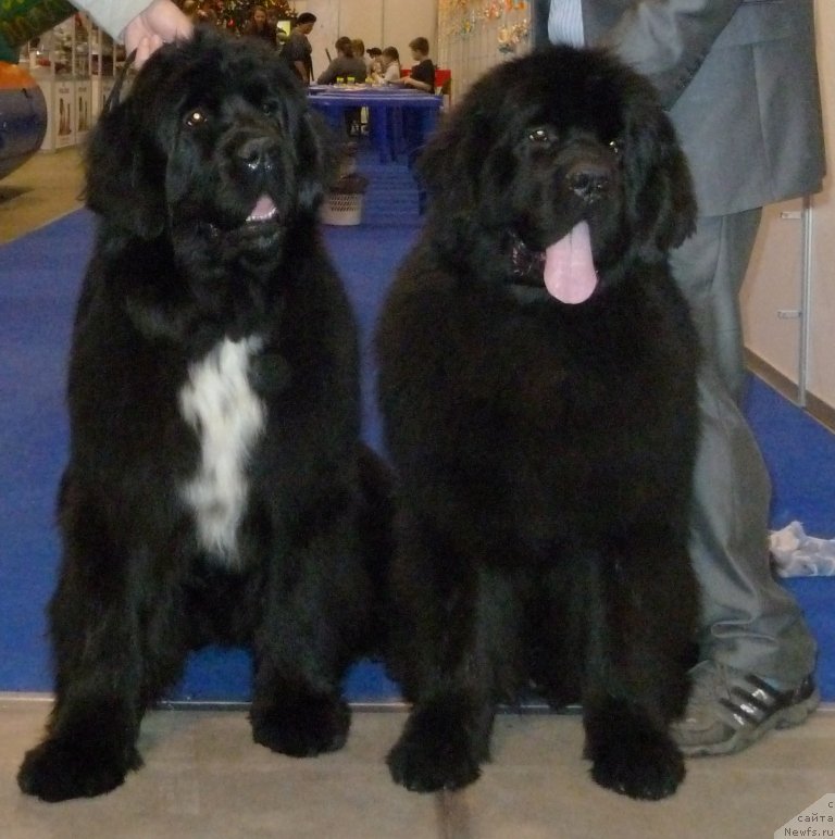 Фото: ньюфаундленд Дак Прайд Вивьен (Dark Pride Vivienne), и [d12072]