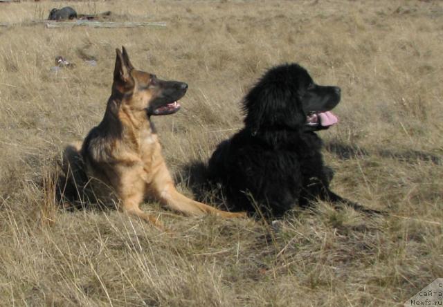 Фото: ньюфаундленд Жасмин Северный Каприз из Медвежьего Яра (Zhasmine Severny Caprice iz Medvejyego Yara)