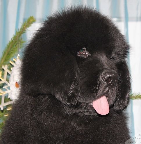 Фото: ньюфаундленд Дар Свезы Юника Сагитта (Dar Svezy Unika Sagitta)