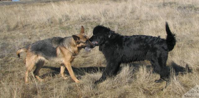 Фото: ньюфаундленд Жасмин Северный Каприз из Медвежьего Яра (Zhasmine Severny Caprice iz Medvejyego Yara)