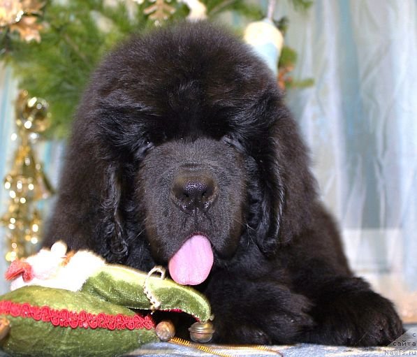 Фото: ньюфаундленд Дар Свезы Юника Сагитта (Dar Svezy Unika Sagitta)