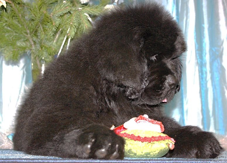 Фото: ньюфаундленд Дар Свезы Юника Сагитта (Dar Svezy Unika Sagitta)