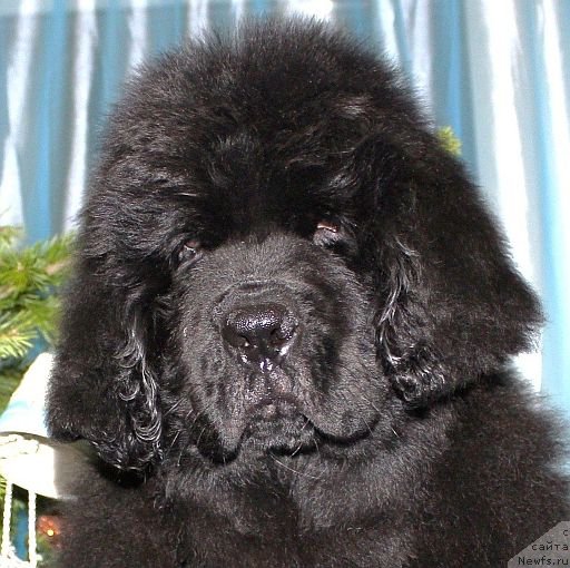 Фото: ньюфаундленд Дар Свезы Юника Сагитта (Dar Svezy Unika Sagitta)