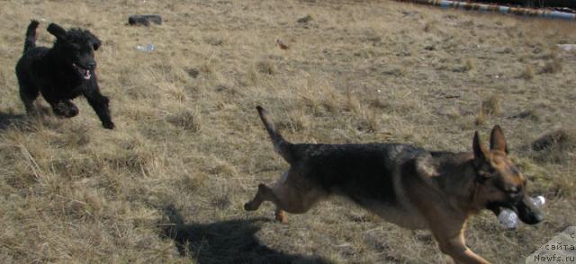 Фото: ньюфаундленд Жасмин Северный Каприз из Медвежьего Яра (Zhasmine Severny Caprice iz Medvejyego Yara)