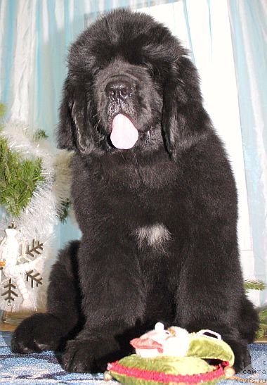 Фото: ньюфаундленд Дар Свезы Юника Сагитта (Dar Svezy Unika Sagitta)