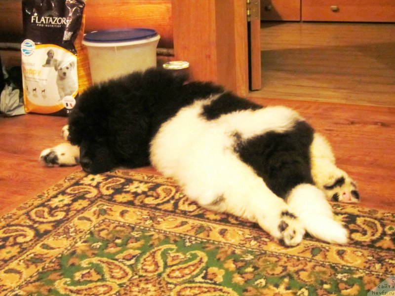 Фото: ньюфаундленд Плюшевая Панда Эау Белле Алыона (Plushevaya Panda Eau Belle Alyona)