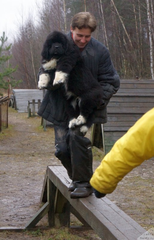 Фото: ньюфаундленд Сафирина Катту Скарлетт (Safirina Katty Scarlett), Наталья Иванова
