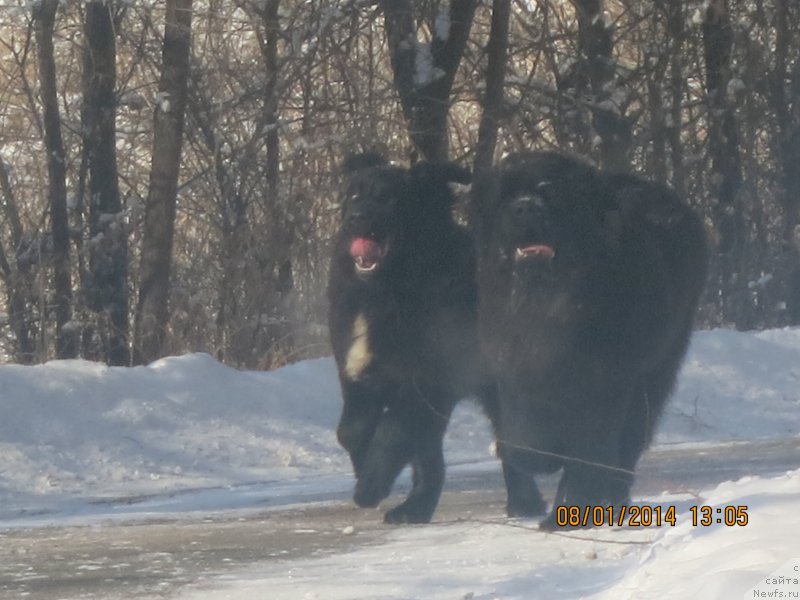 Фото: ньюфаундленд Голден Стар Дреам, ньюфаундленд Глянц Оф Кометс