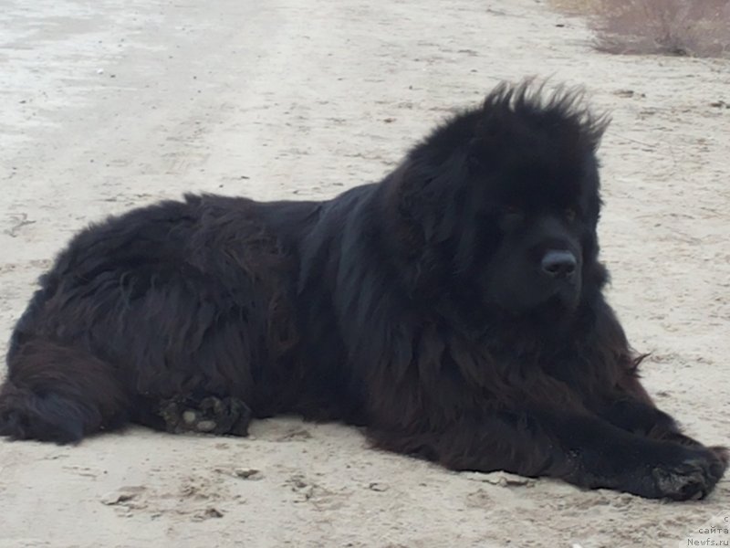 Фото: ньюфаундленд Кипр Кара Дениз (Kipr Kara Deniz)