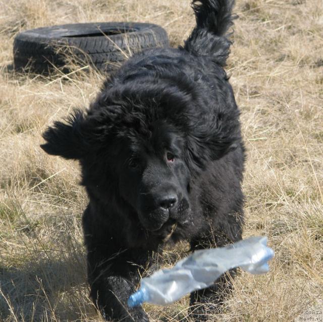 Фото: ньюфаундленд Жасмин Северный Каприз из Медвежьего Яра (Zhasmine Severny Caprice iz Medvejyego Yara)
