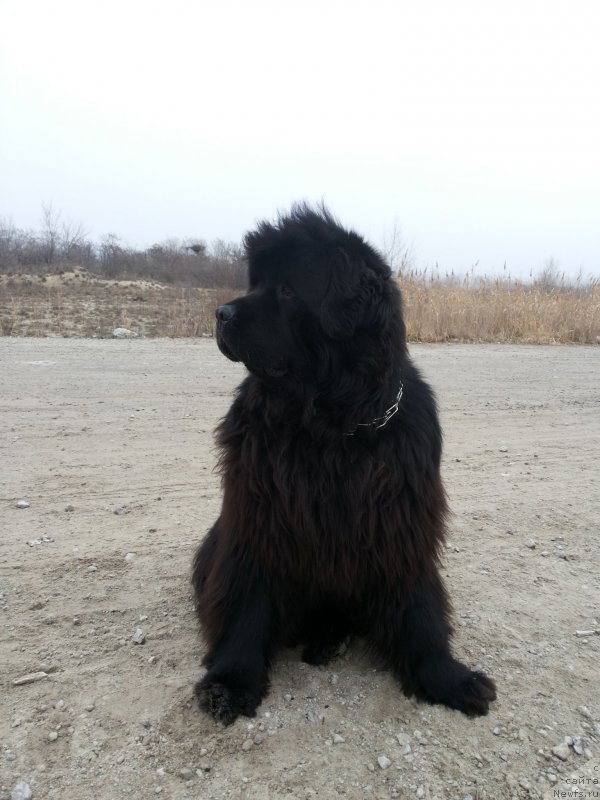 Фото: ньюфаундленд Кипр Кара Дениз (Kipr Kara Deniz)