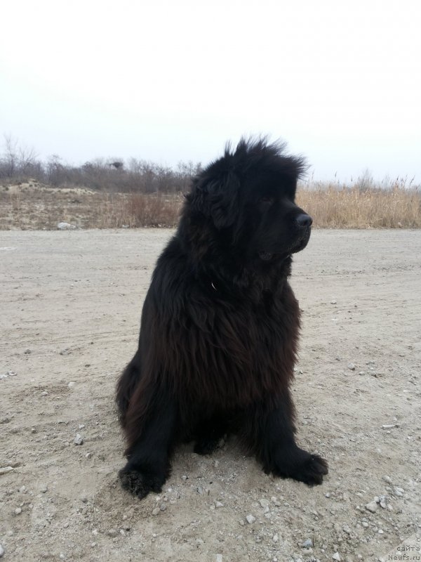 Фото: ньюфаундленд Кипр Кара Дениз (Kipr Kara Deniz)