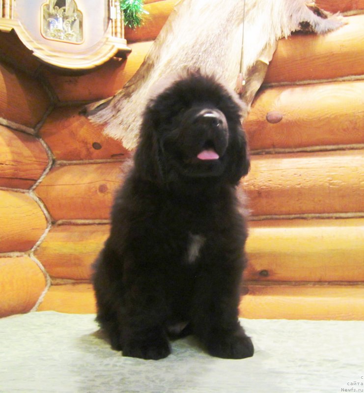 Фото: ньюфаундленд Эверест из Антаграда