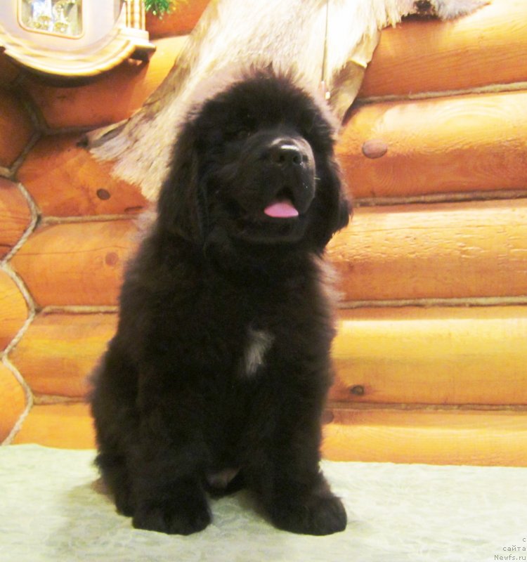 Фото: ньюфаундленд Эверест из Антаграда