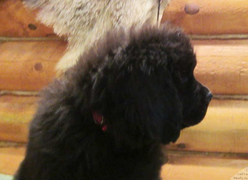 Фото: ньюфаундленд Эверест из Антаграда