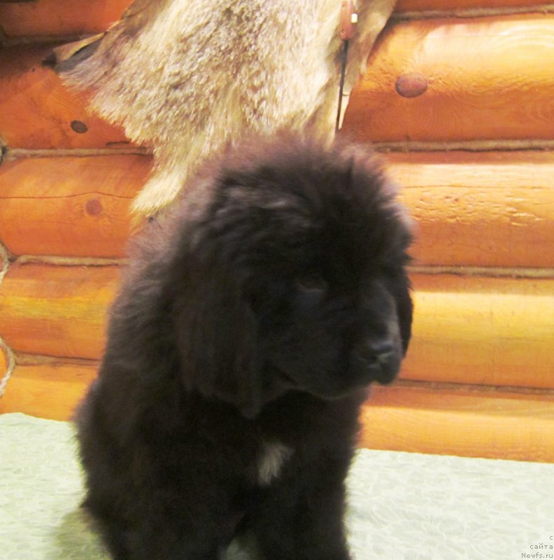 Фото: ньюфаундленд Эверест из Антаграда