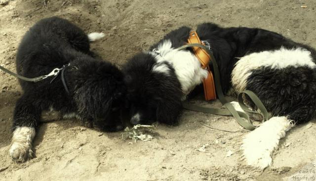 Фотография № 14328