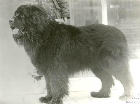 Фото: ньюфаундленд Блэк Бон Терра Нова