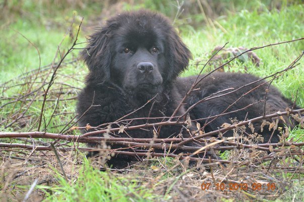 Фото: ньюфаундленд Whit Anderson Kara Deniz