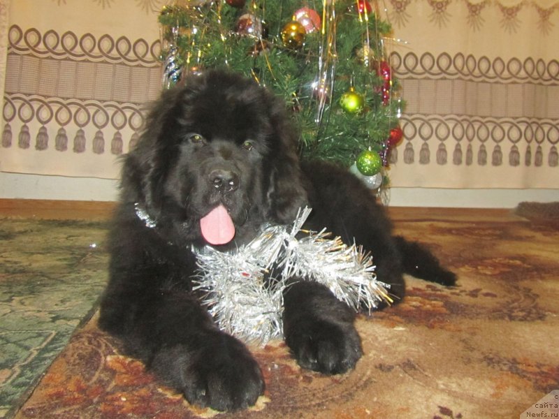 Фотография № 143315