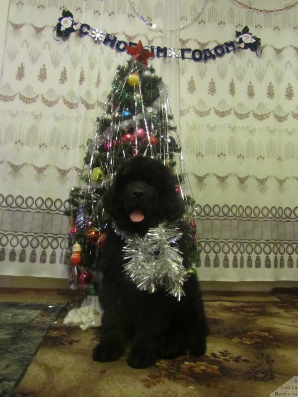 Фото: ньюфаундленд Vivienne Westwood Dinastiya Soverchenstva