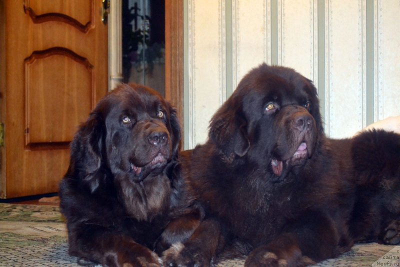 Фото: ньюфаундленд Великий Медведь Камелия, ньюфаундленд Чарли Де Бест Хелфи Пэл (Charli The Best Helfi Pel)