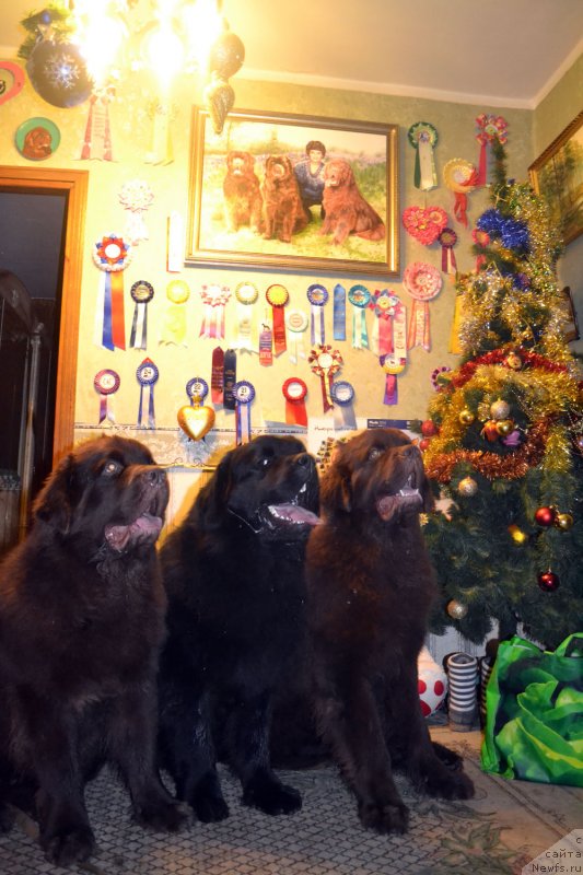 Фото: ньюфаундленд Чармер Денкам Бронз (Charmer Denkam Bronze), ньюфаундленд Чарльз Балу Блек Биар, ньюфаундленд Чарли Де Бест Хелфи Пэл (Charli The Best Helfi Pel)