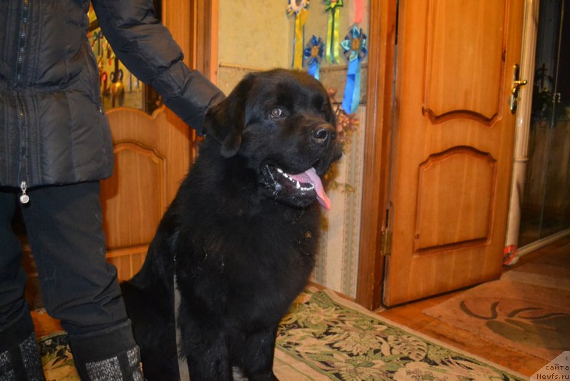 Фото: ньюфаундленд Чарльз Балу Блек Биар