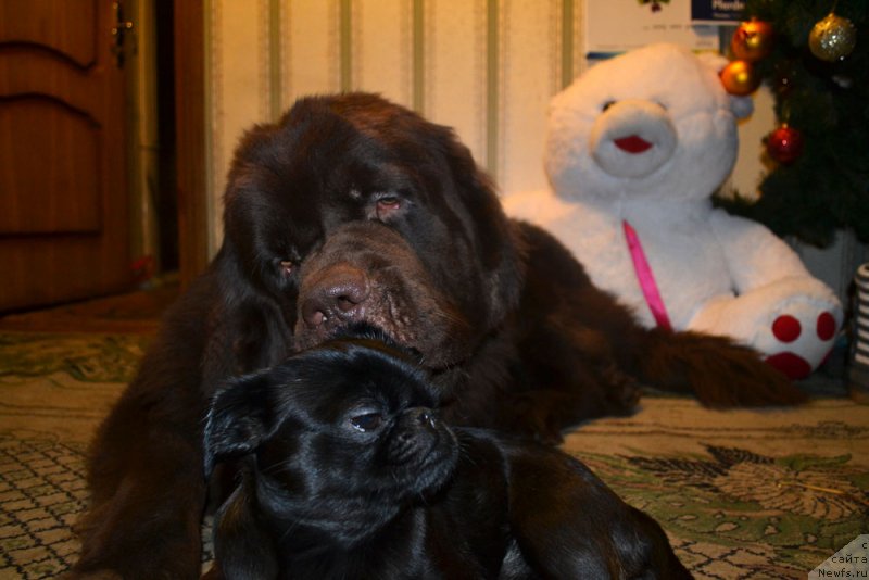 Фото: ньюфаундленд Чарли Де Бест Хелфи Пэл (Charli The Best Helfi Pel), Вишка