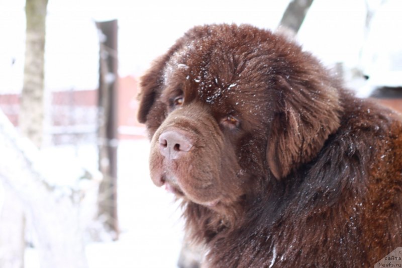Фото: ньюфаундленд Акватория Келвин Райз Афтэ Ми (Aquatoriya Kelvin Rise After Me)