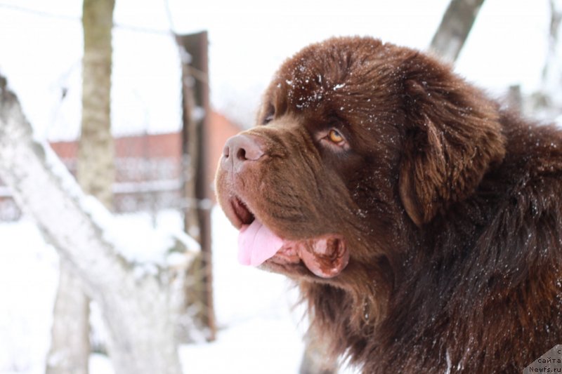 Фото: ньюфаундленд Акватория Келвин Райз Афтэ Ми (Aquatoriya Kelvin Rise After Me)