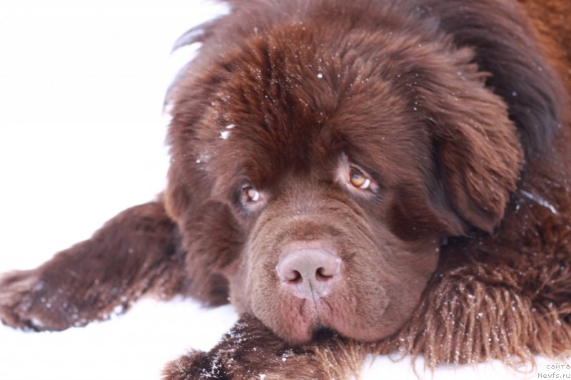 Фото: ньюфаундленд Акватория Келвин Райз Афтэ Ми (Aquatoriya Kelvin Rise After Me)