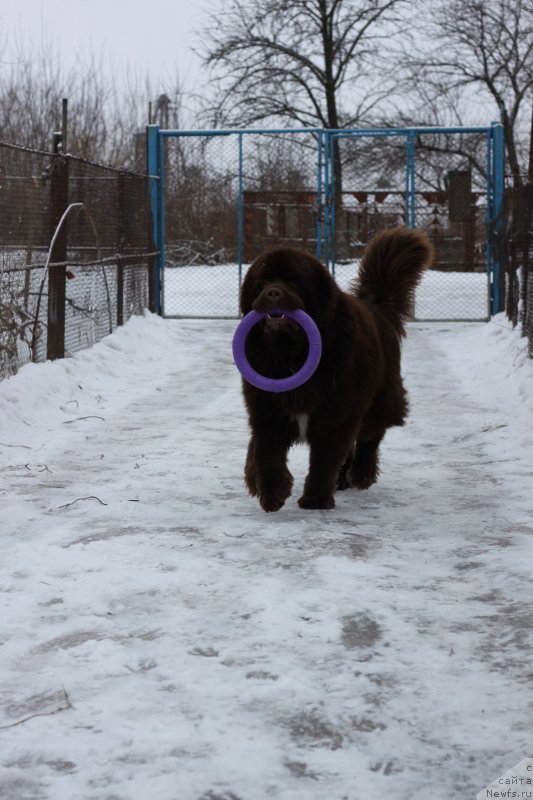 Фото: ньюфаундленд Акватория Келвин Райз Афтэ Ми (Aquatoriya Kelvin Rise After Me)