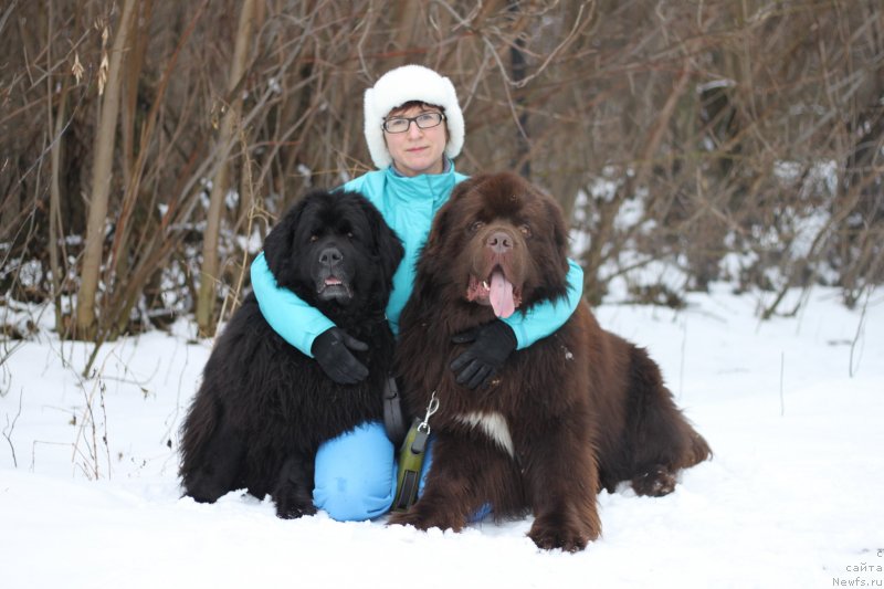 Фото: ньюфаундленд Чилита из Золотого Треугольника, ньюфаундленд Акватория Келвин Райз Афтэ Ми (Aquatoriya Kelvin Rise After Me), Снежана Шуринова