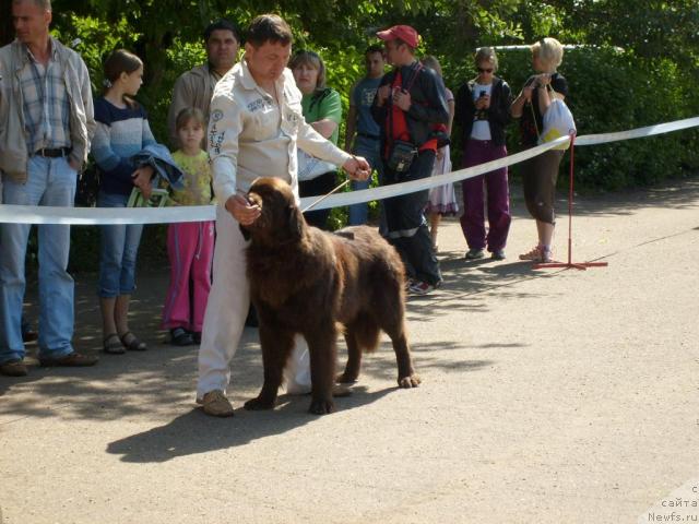 Фото: ньюфаундленд Итгай