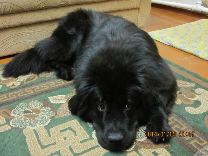 Фото: ньюфаундленд Стефания Джувел Бавария Бель (Stefania Jewel Bavariya Belle)