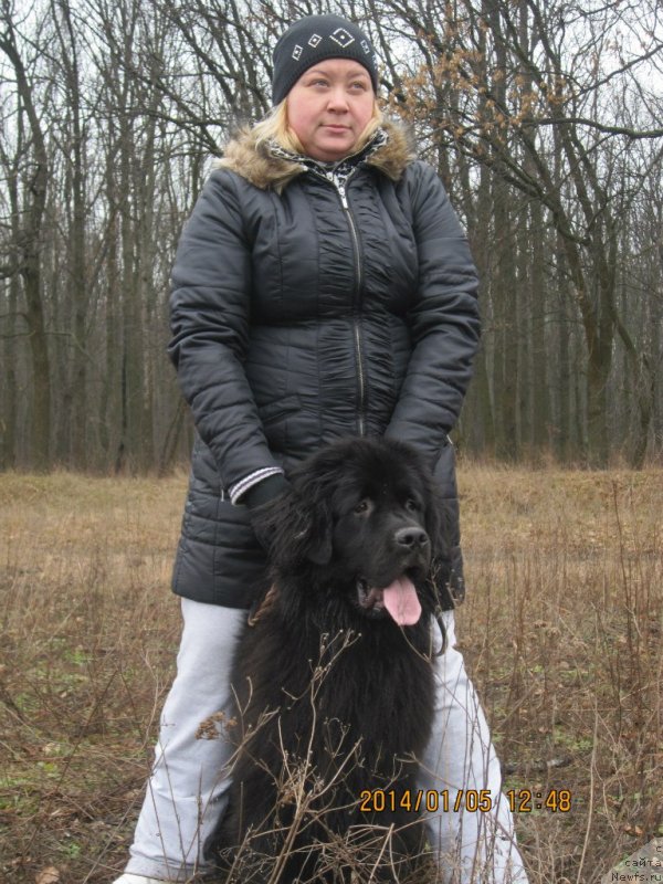 Фото: ньюфаундленд Стефания Джувел Бавария Бель (Stefania Jewel Bavariya Belle), Александра