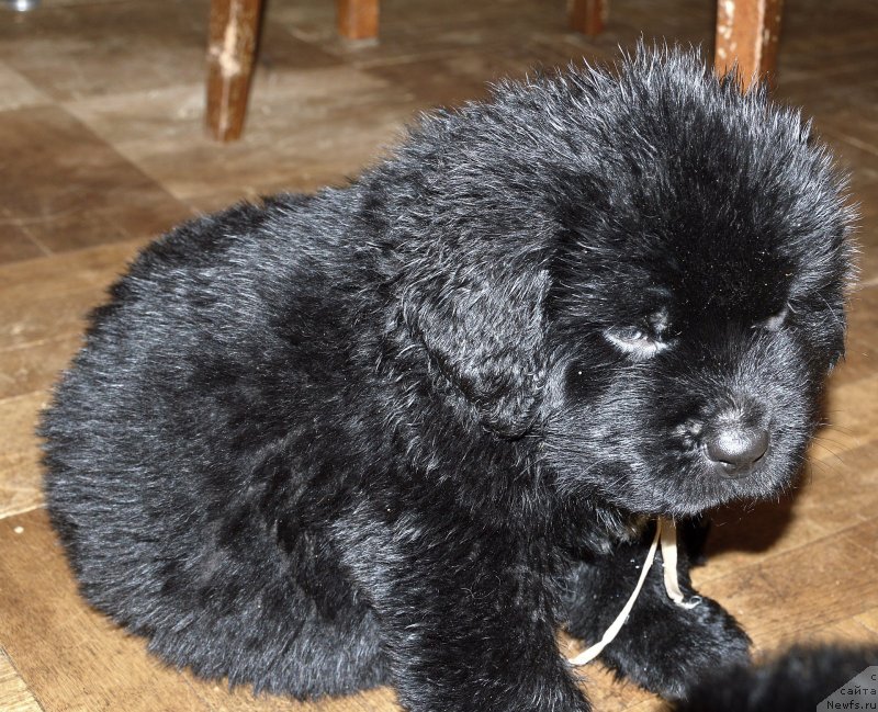 Фото: ньюфаундленд Смигар Удельный Князь Снегодар