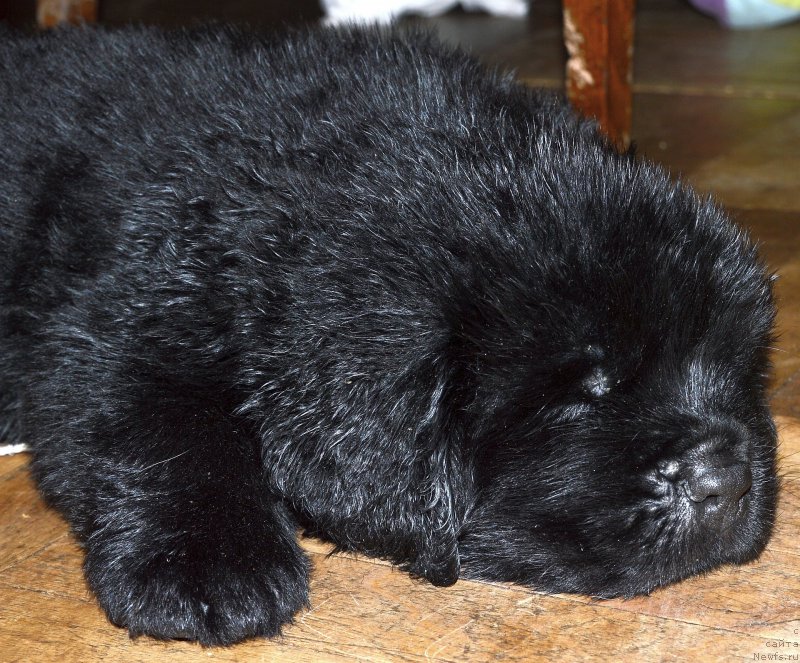 Фото: ньюфаундленд Смигар Удельный Князь Снегодар