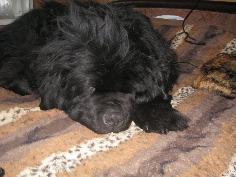 Фото: ньюфаундленд Южный Шарм из Медвежьего Яра (Yuzhny Sharm iz Medvejyego Yara)