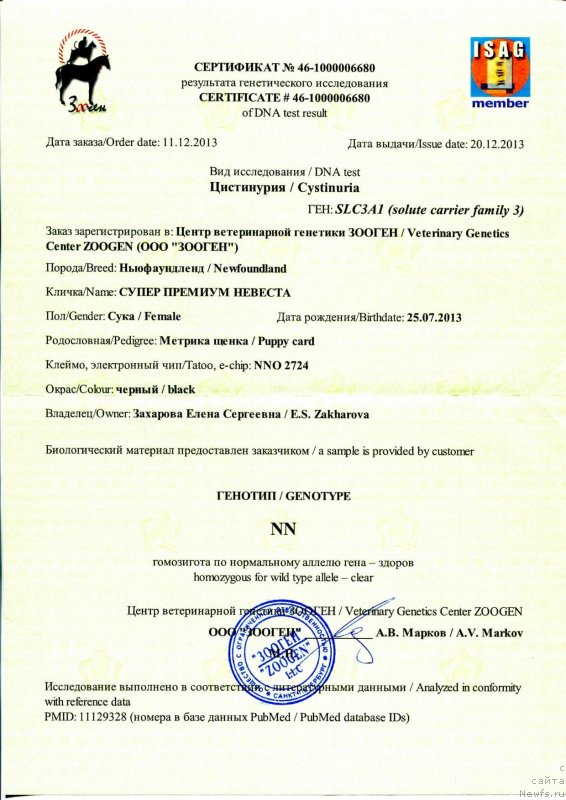 Фото: ньюфаундленд Супер Премиум Невеста