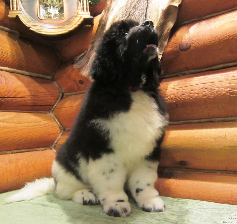 Фотография № 143352