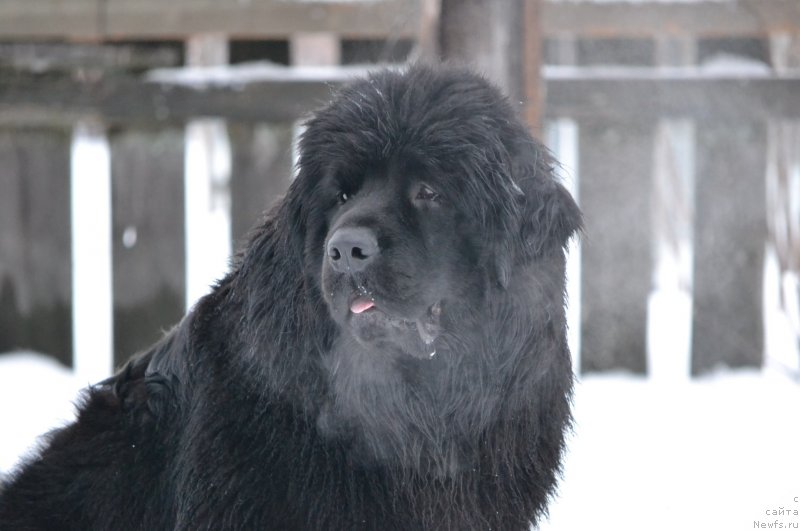 Фото: ньюфаундленд Акватория Келвин Шарлиз (Aquatoriya Kelvin Sharliz)