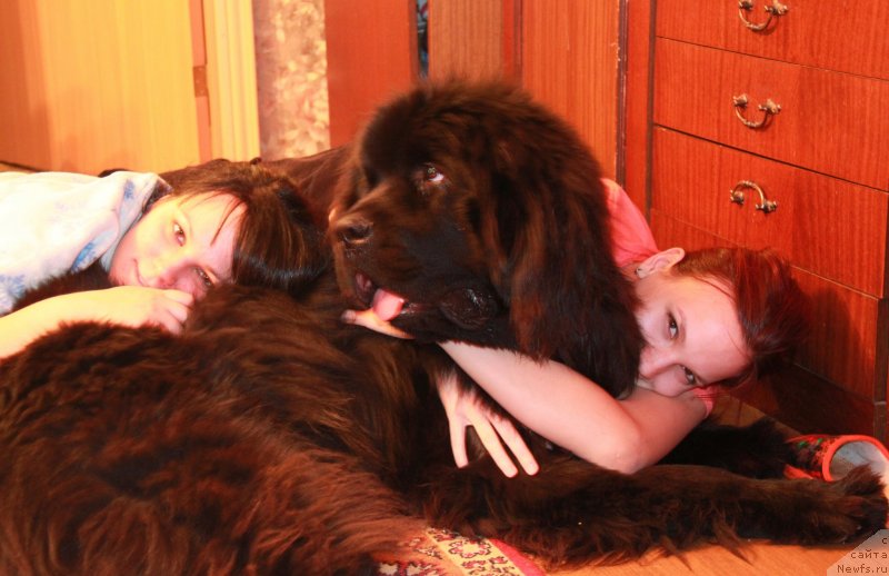 Фото: ньюфаундленд Фанньюф Граф Де Ла Фер