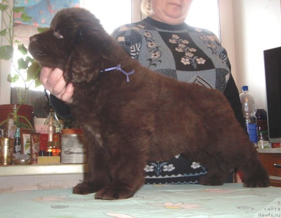 Фото: дети, ньюфаундленд Супер Премиум Брабус