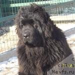 Фото: ньюфаундленд Супер Премиум Нао Дел Трато